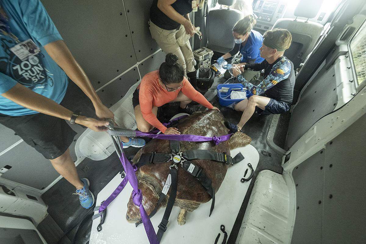 Baymax, a female loggerhead sea turtle, is the first patient at the new Zoo Miami Sea Turtle Hospital, which is to have its official ribbon-cutting on July 6, 2022. By that time, surgeons hope the turtle will be near full recovery so she can be released back to sea.