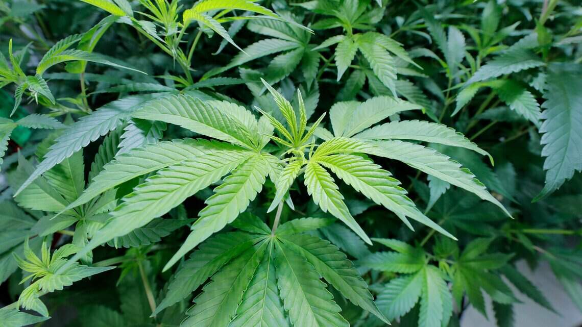 Recreational marijuana group sues over Florida’s new petition rules