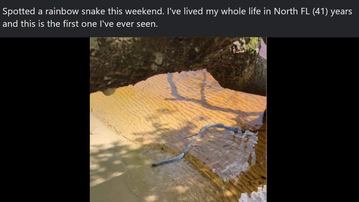 Outdoors enthusiast Thomas Holloway spotted a rainbow snake on June 19 that was taking a dip along the shores of Black Creek,  a tributary of the St. Johns River, in Clay County, about a half hour south of Jacksonville/Facebook