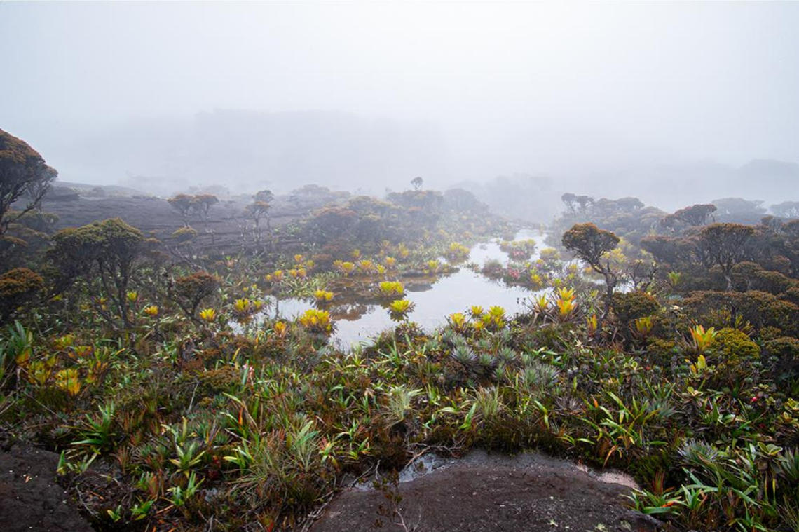 A seasonal lagoon on the summit of Murisipán-tepui.