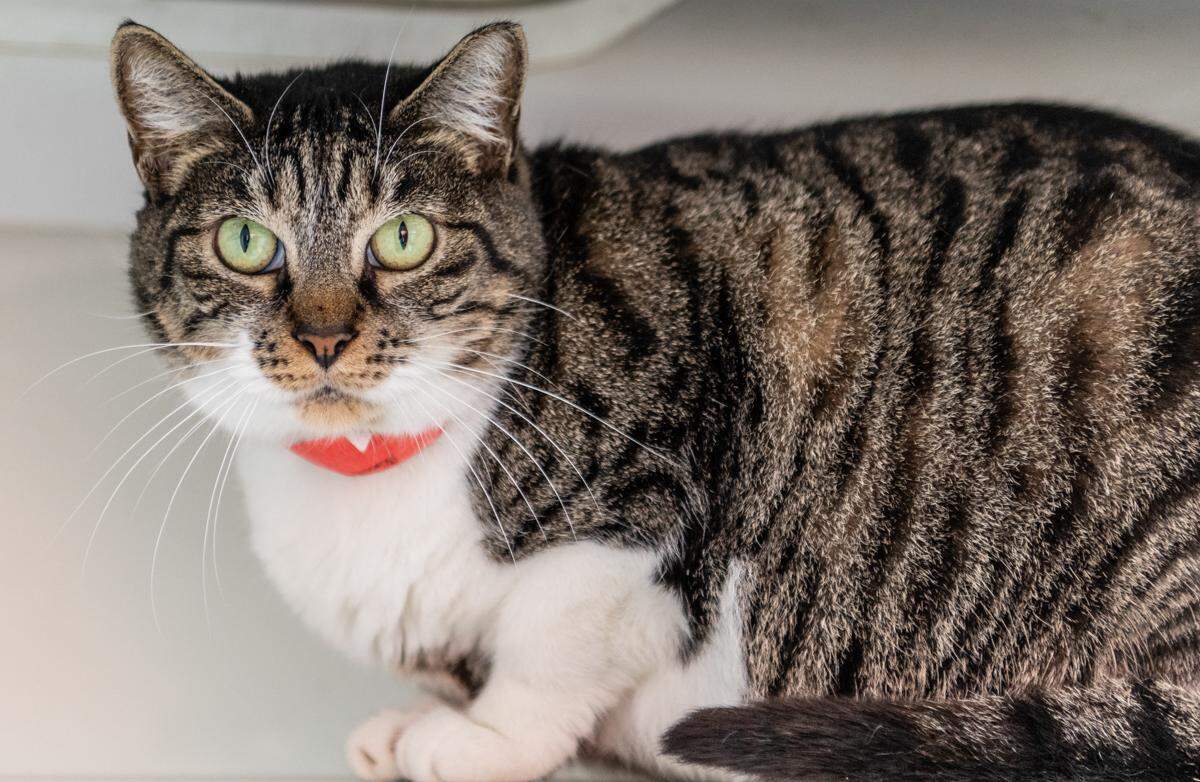 Suavecita is ready to capture your heart — with no adoption fee.