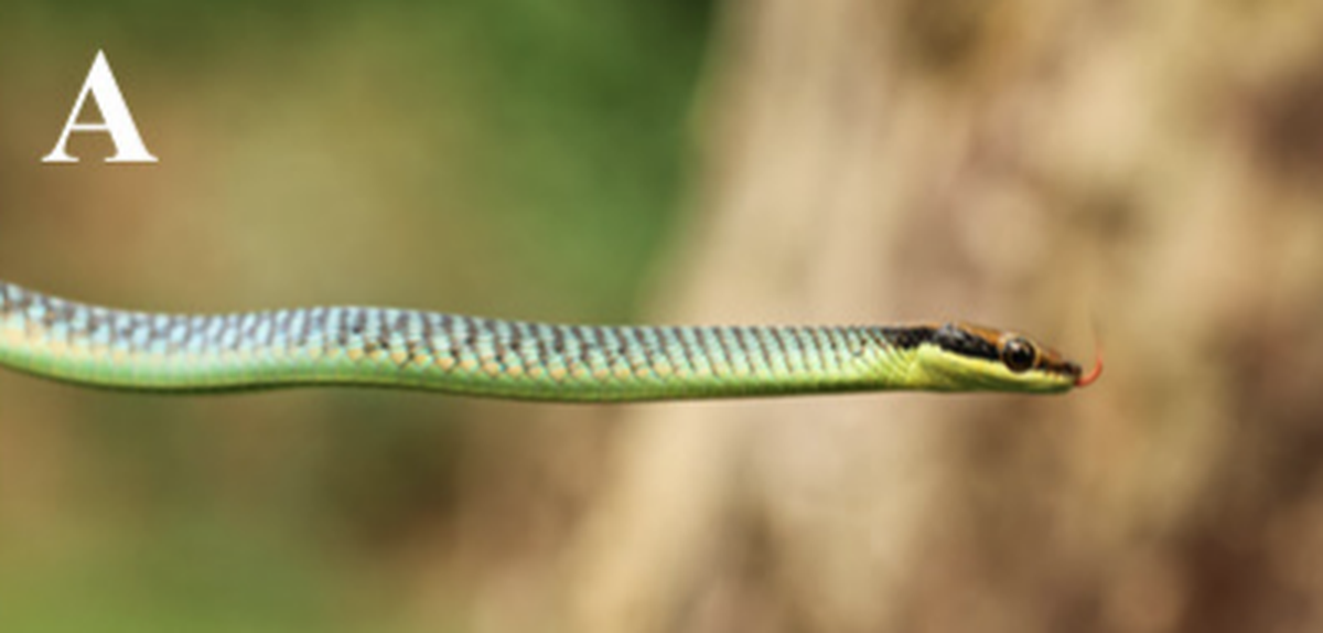Dendrelaphic cyanochloris is green, olive and blue.