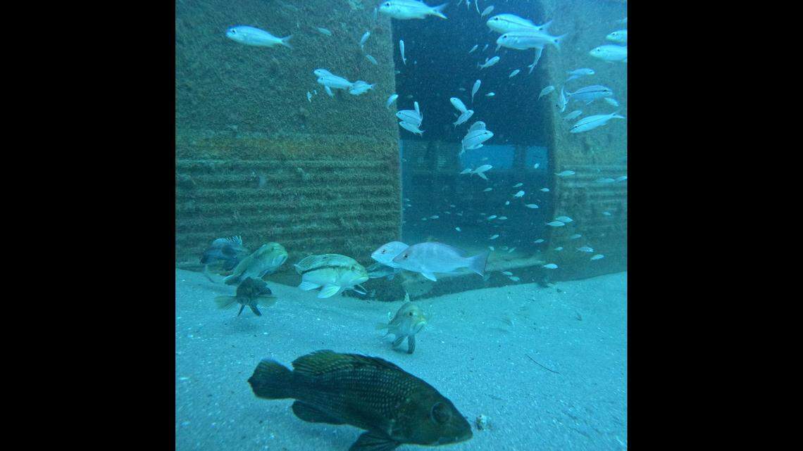 Marine life is already growing on the subway cars, which were submerged in December, officials said.