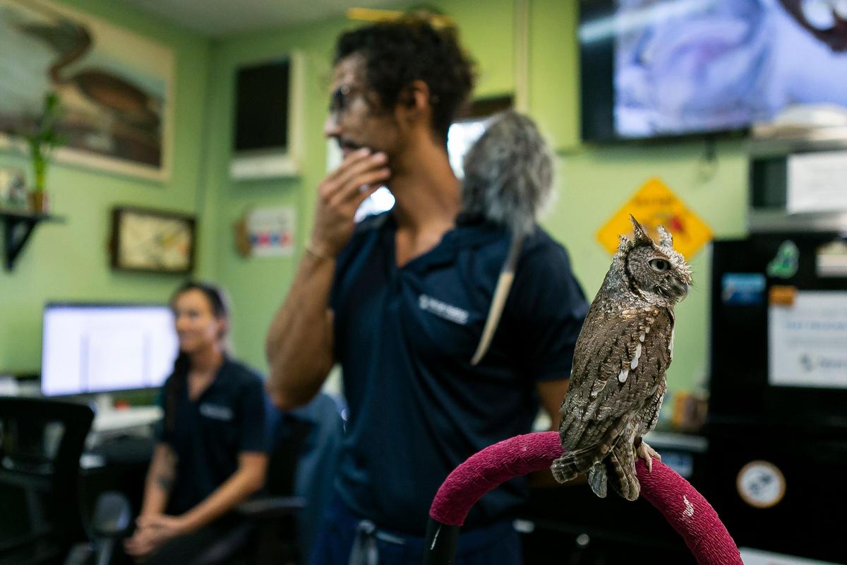 Mowgli, an Eastern screech owl that has a broken wing resulting from a cat attack, is seen at the Pelican Harbor Seabird Station in Miami, Florida, on Wednesday, March 4, 2020. The Seabird Station, which helps injured or sick birds and small wildlife, is preparing to move to a new location that will allow it to care for more patients.