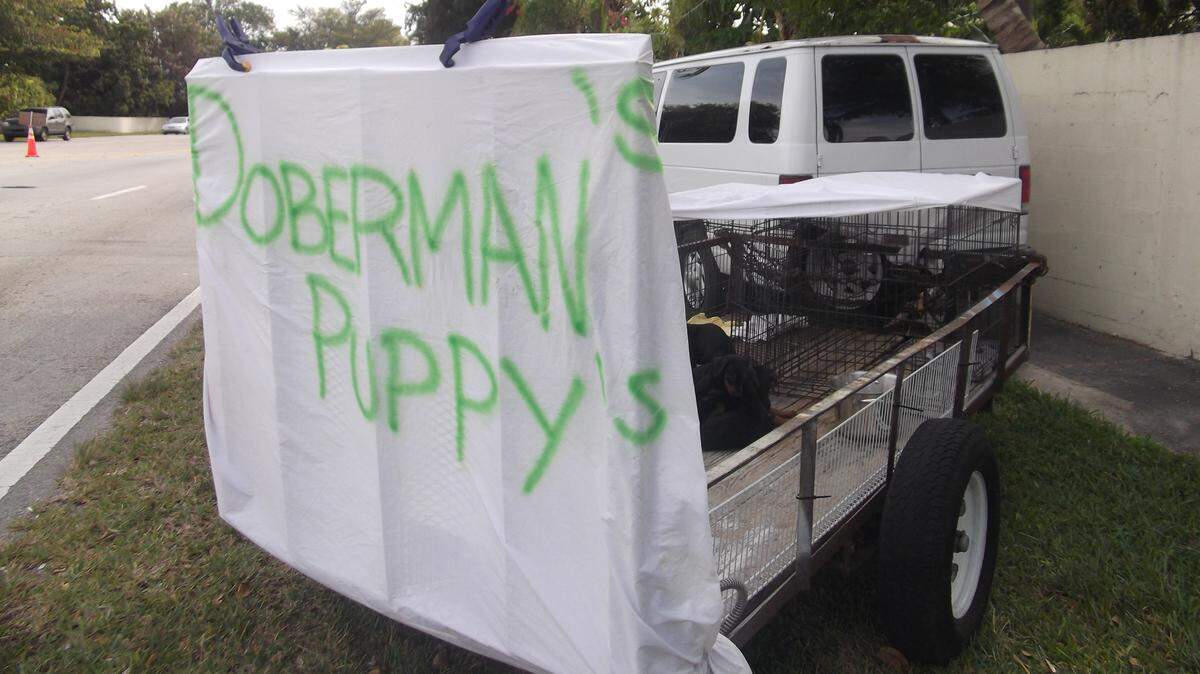 A photo from Miami-Dade’s Animal Services Department of a roadside dog seller’s set-up on Southwest 137th Avenue and the area of Southwest 74th Street in 2013. Proposed legislation set for a vote on Tuesday, Nov. 19, 2019, would ban pet sales on public roads and roadsides.