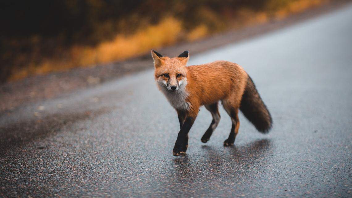 A fox, not the one pictured, bit people in Brighton, New York on April 21, 2023.