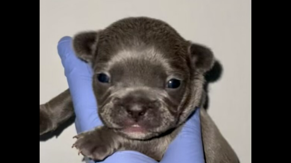 This is one of the 19 French bulldogs taken Nov. 4 from a Florida home by burglars with a plan to sell the stolen dogs, according to the Port St. Lucie Police.