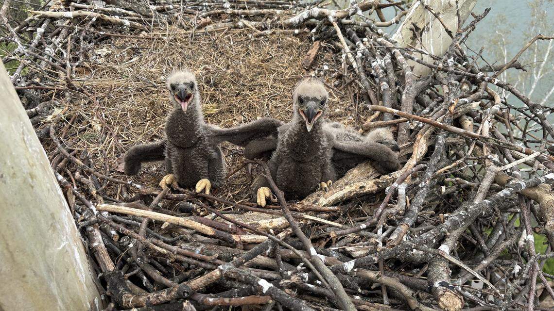 bald eaglet swallowed a fishhook—and a rescue team rushed to save it.