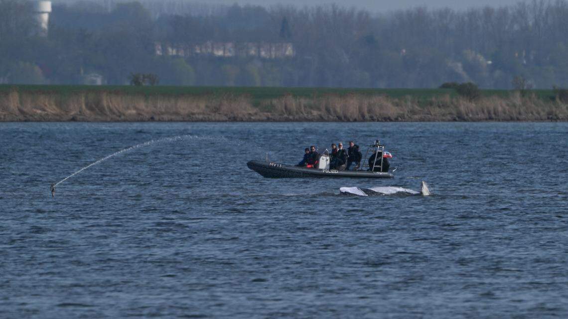 Everything to Know About ‘Timmy,’ the Stranded Whale