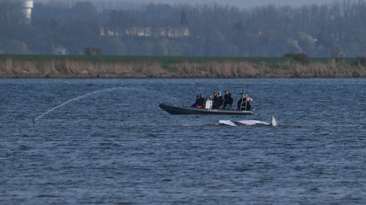 Everything to Know About ‘Timmy,’ the Stranded Whale