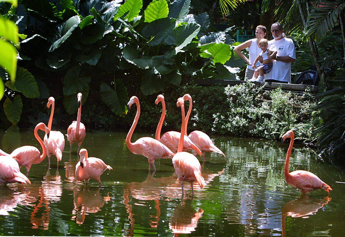 Caribbean flamingos at Flamingo Gardens in Davie.