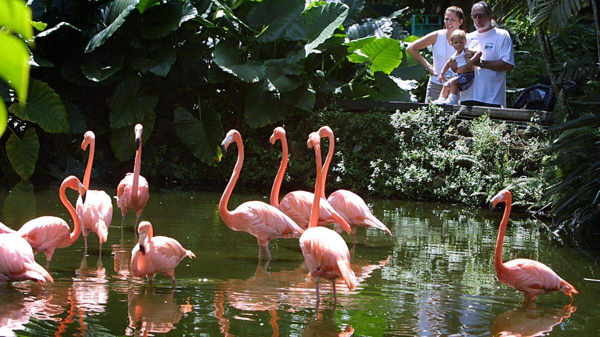 Caribbean flamingos at Flamingo Gardens in Davie.