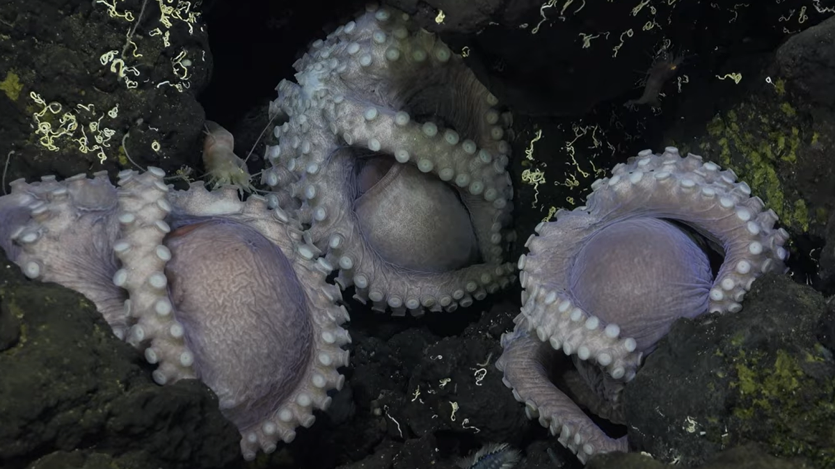 A distinctively alien-looking nursery was located atop a sunken mountain off Central America, and scientists happened on it just in time to witness the tentacles of an unfamiliar species emerging from eggs.