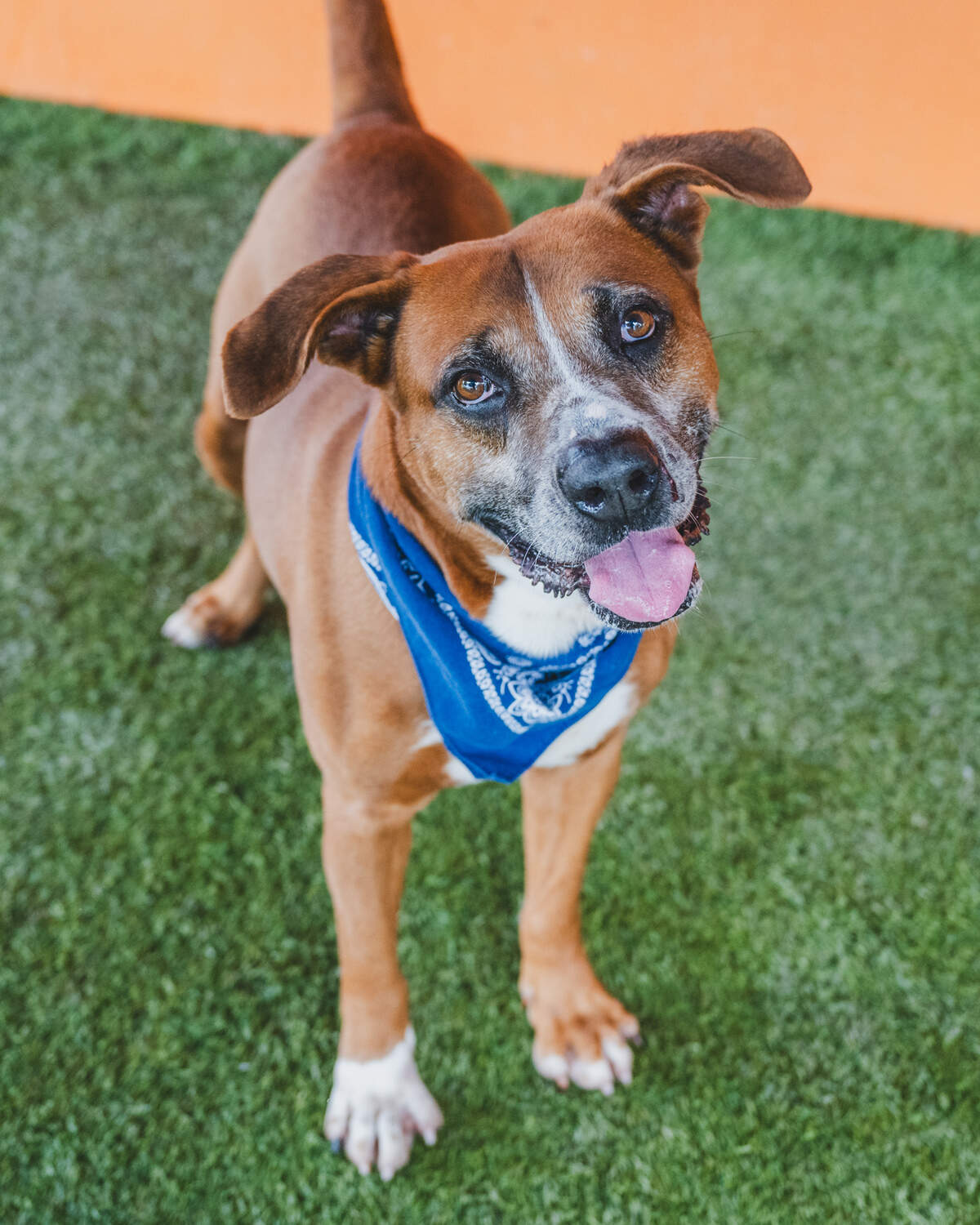 Meet Ravioli #A2479942, a gentle 6-year-old Labrador Retriever mix, whose heart has been waiting at the shelter since June. Ravioli is a true sweetheart, participating in playgroups with enthusiasm. He’s a social butterfly, cherishing both canine and human companionship. When Ravioli arrived, he was a bit shy, but he has blossomed into a confident, nurturing presence, helping other dogs find their confidence too. Give Ravioli the love he deserves and let him fill your home with warmth and wisdom. Adopt Ravioli today and be a part of his heartwarming journey!