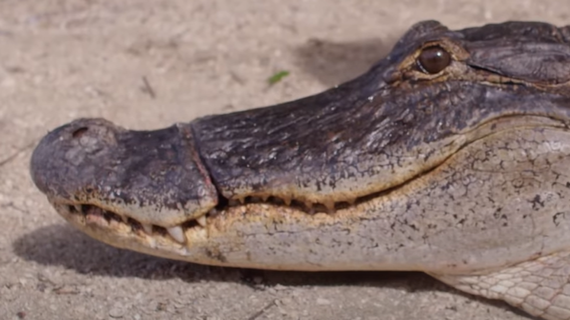 This alligator was living with bungee cord tightly tied around its nose, resulting in jaw deformity, according to experts at Gatorland in Orlando, Florida.
