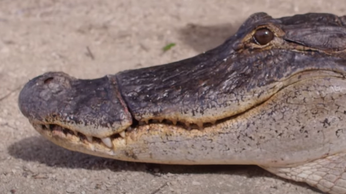 This alligator was living with bungee cord tightly tied around its nose, resulting in jaw deformity, according to experts at Gatorland in Orlando, Florida.
