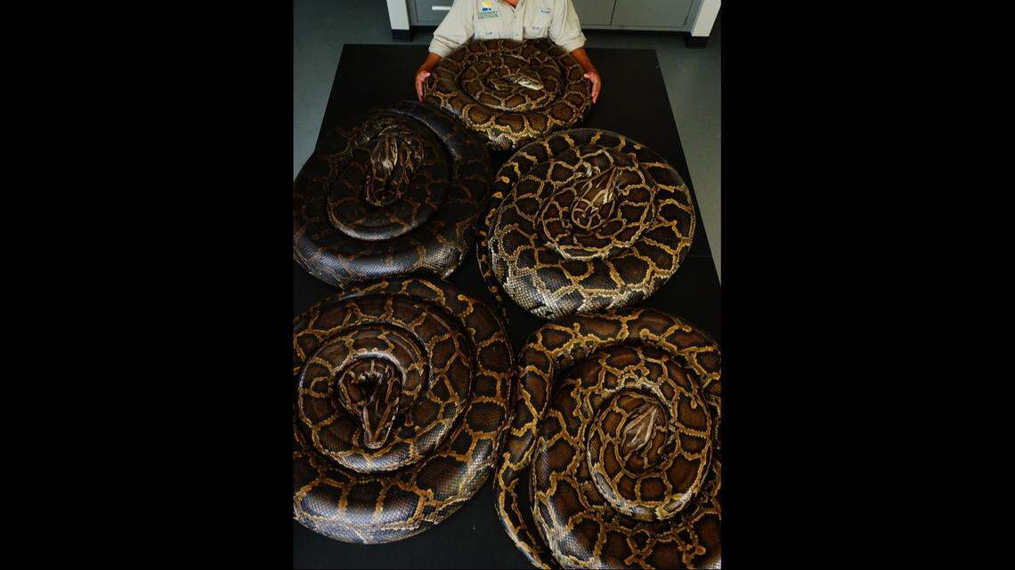 These gravid female pythons were captured by the Conservancy of Southwest Florida as part of a program that is tracking “male scout snakes” to mates.