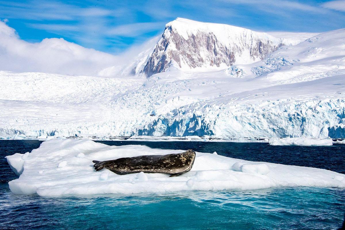 It was the amazing scenery around this crab eater seal in Antarctica that caught Ron Magill’ eye.