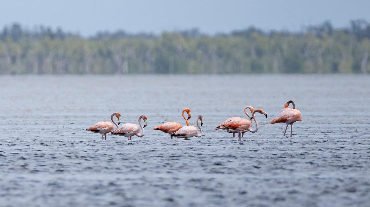 A flock of flamingos sit on a mud flat in Florida Bay on the edge of the Florida Everglades.