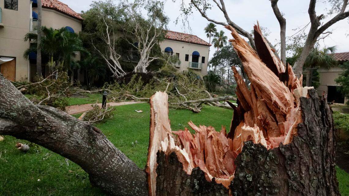 Damaged trees appear on a property after a reported tornado hit the area Sunday, April 30, 2023 in Palm Beach Gardens, Fla. (Joe Cavaretta/South Florida Sun-Sentinel via AP)