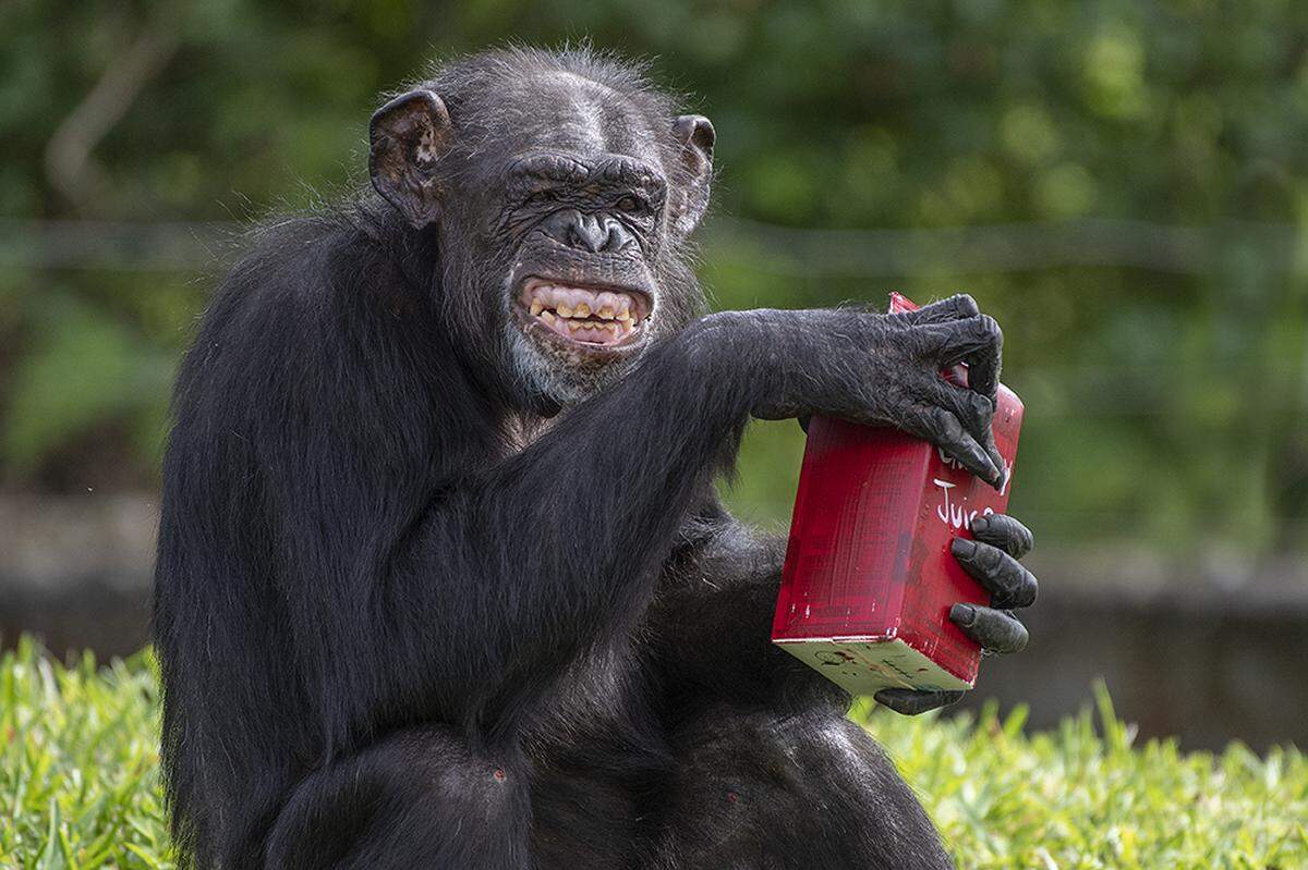Zoo Miami chimpanzee Samantha smiles while holding a container filled with diluted vanilla and chocolate Ensure as well as red Gatorade.