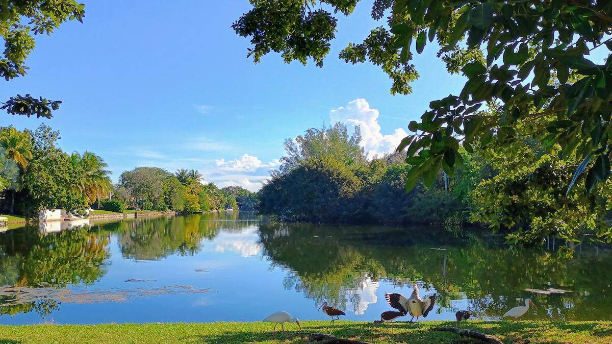 Lake off Corydon Drive in Miami Springs, where police say they shot and killed a coyote that posed a public safety risk.