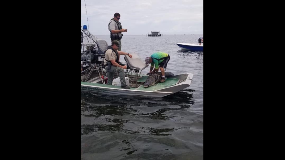 A gator was trapped after officials say it began chasing swimmers along Durney Key Saturday.