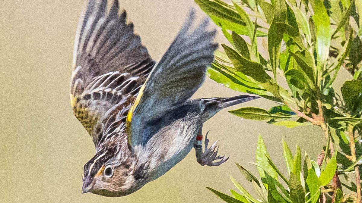The Florida Grasshopper Sparrow is the most endangered bird on the continent.