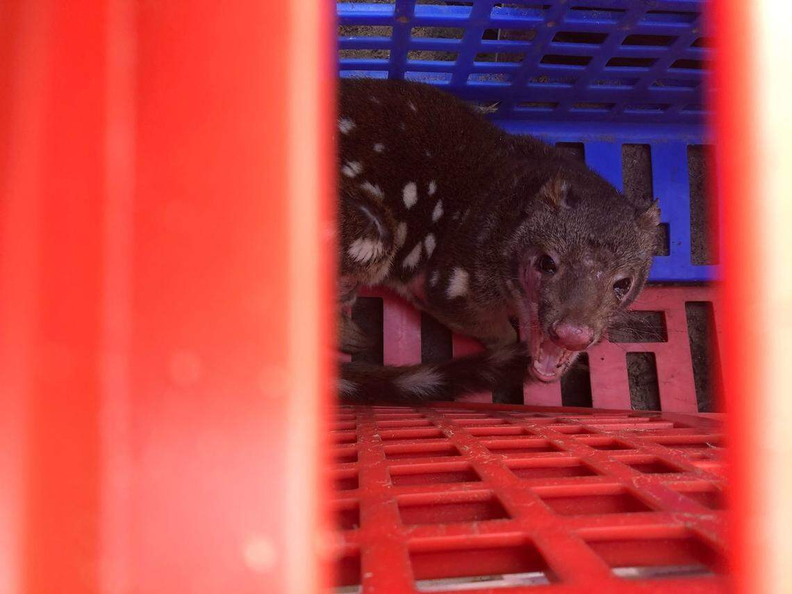 The spotted-tailed quoll was captured in a plastic chicken cage.