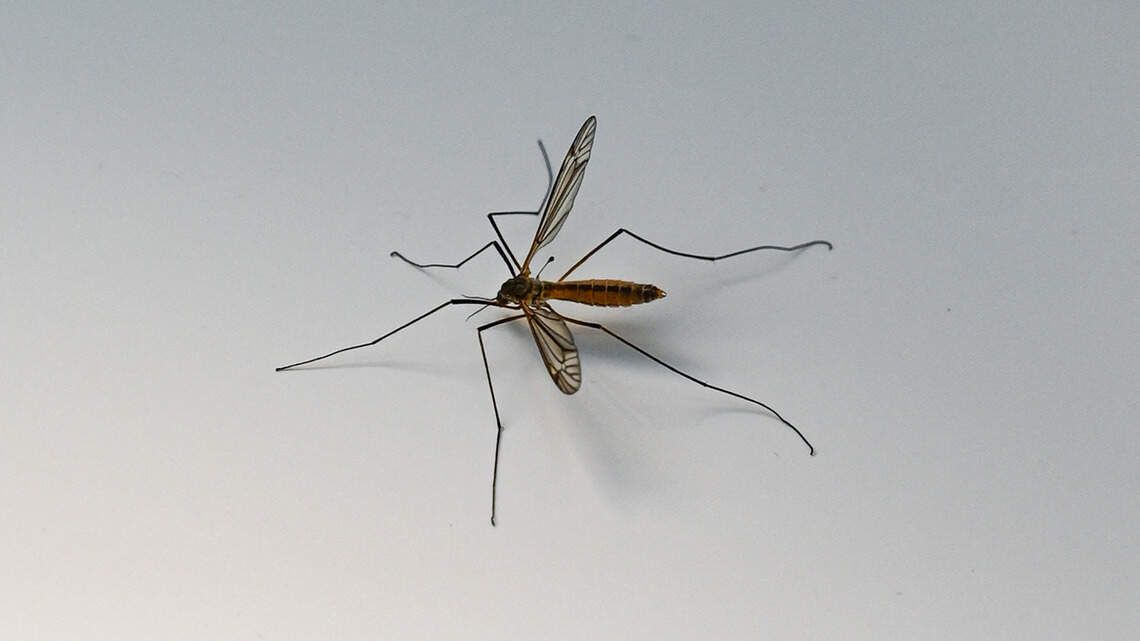 Are Mosquitoes Attracted to a Certain Blood Type? What the Research Actually Says