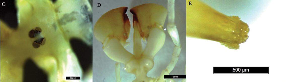 Photos show the spider’s eyes, proboscis and the “wreath” surrounding its mouth.