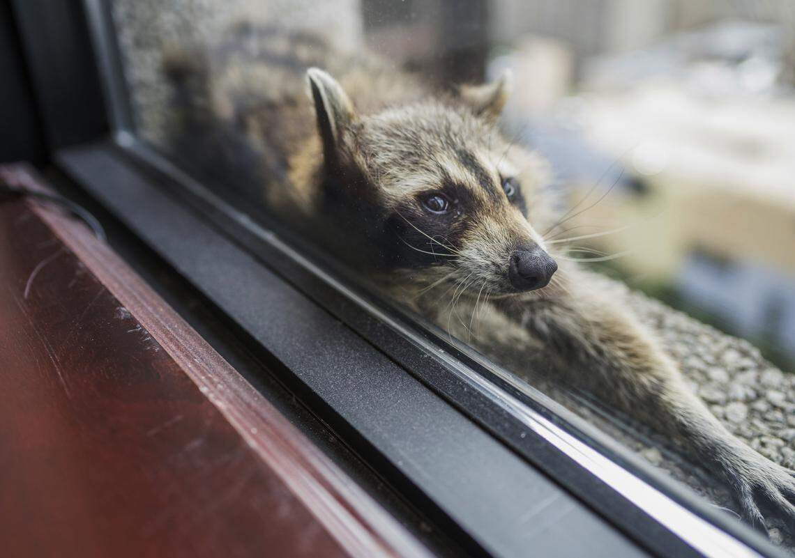 A raccoon stretches out on a windowsill high above downtown St. Paul, Minn., on June 12, 2018. South Florida has had its own issues with raccoons after seven tested positive for rabies in the Kendall area.