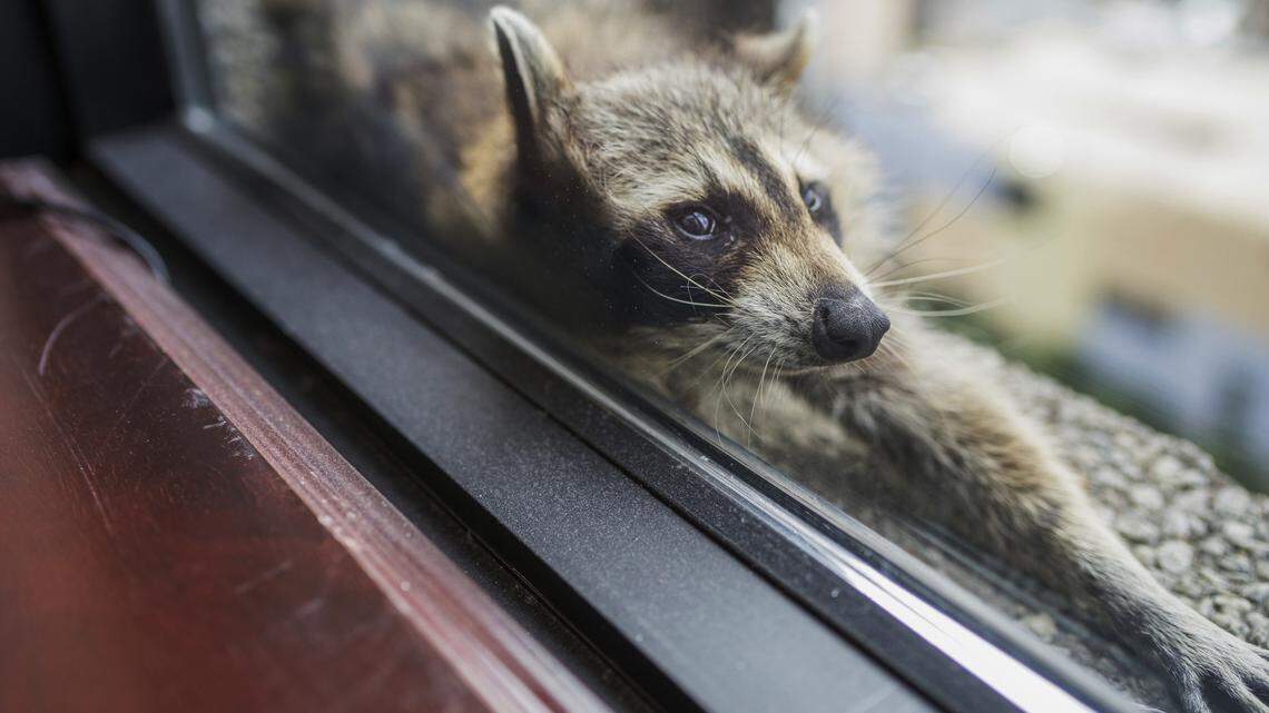 A raccoon stretches out on a windowsill high above downtown St. Paul, Minn., on June 12, 2018. South Florida has had its own issues with raccoons after seven tested positive for rabies in the Kendall area.