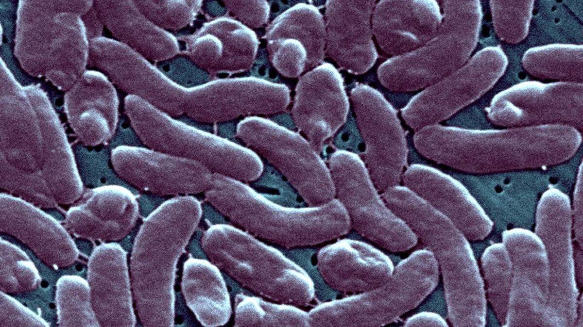 So far, no Vibrio vulnificus deaths have been reported in 2026. Florida health officials confirmed 33 cases, including five deaths, across the state in 2025.