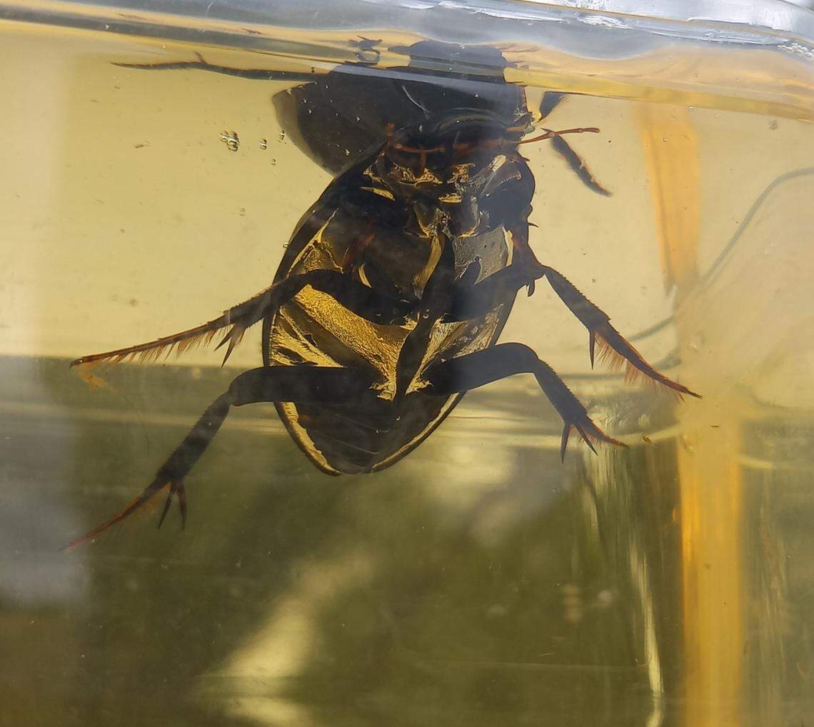 Water trapped along the belly of the beetle gives it a “silver sheen,” Stanier said, confirming its identity.