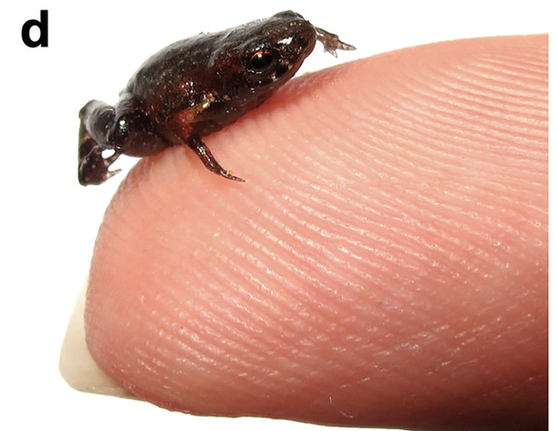 The toadlet is just 0.3 inches long, which is less than 1 centimeter, and smaller than a human fingernail.
