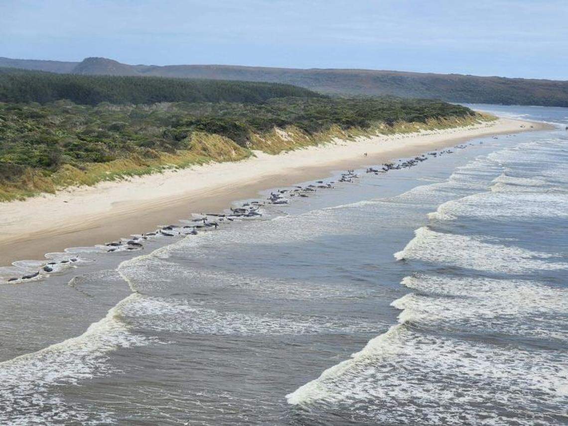 The line of stranded whales could be seen from above, lying on the sandy beach.