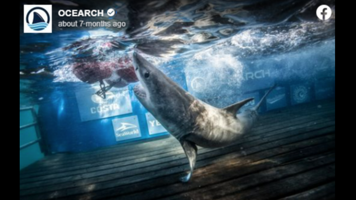 Jekyll was tagged off Georgia in 2022 and he is currently in Canadian waters with white shark Simon, data shows.