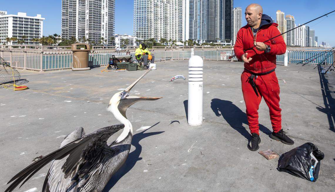 South Florida resident Manuel Veitia tosses a fish to a pelican after cutting it at Newport Fishing Pier on Sunday, Feb. 1, 2026, in Sunny Isles Beach, Fla. Miami-area temperatures dipped into the 30s, the coldest in more than 15 years.