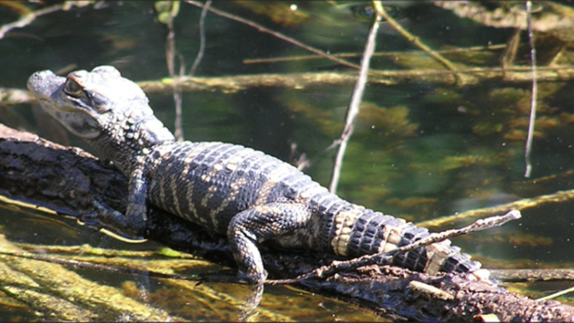 It is illegal in Florida for people to possess alligators without a permit. One man was found with five juveniles in his bathtub, state officials say.