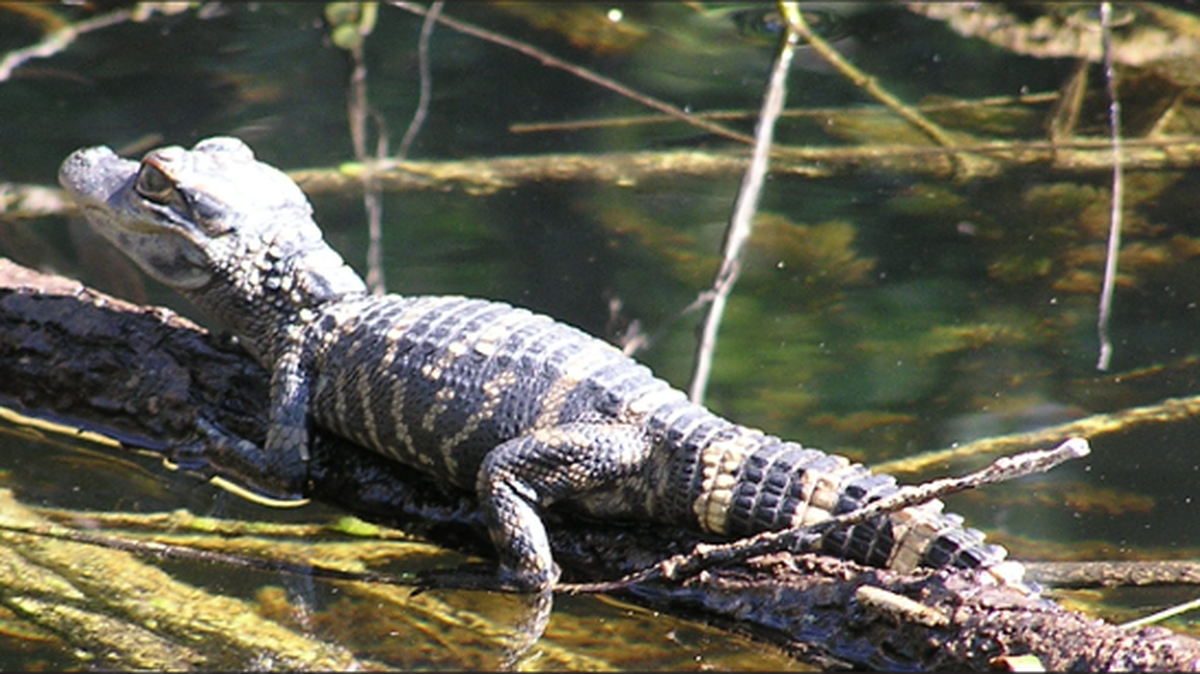 It is illegal in Florida for people to possess alligators without a permit. One man was found with five juveniles in his bathtub, state officials say.