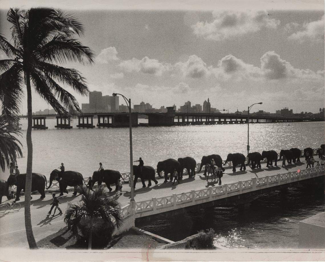 1/22/1975: Albert Coya/Miami Herald Staff -- The elephants of the Ringling Brothers Circus cross the Venetian Causeway.