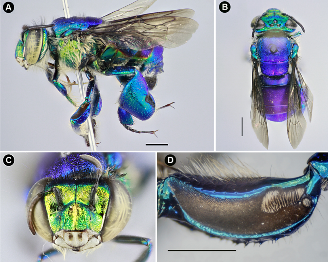 Four species of orchid bees have been recorded for the first time in Ecuador, according to a study.