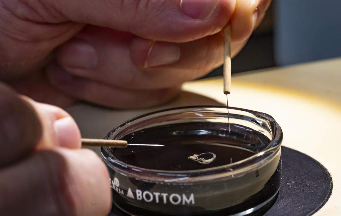 A researcher dissects the species’ reproductive system, which includes both male and female reproductive organs.