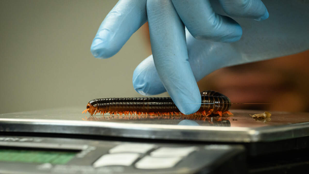 DUNSTABLE, ENGLAND - AUGUST 21: A Red-legged millipede is weighed (coming in at 8 grammes) during the annual weigh-in photocall at ZSL Whipsnade Zoo on August 21, 2023 in Dunstable, England. The annual weigh-in allows zookeepers and veterinarians to record vital statistics and track the health and wellbeing of the 10,000 animals at the UK's largest zoo. (Photo by Leon Neal/Getty Images)