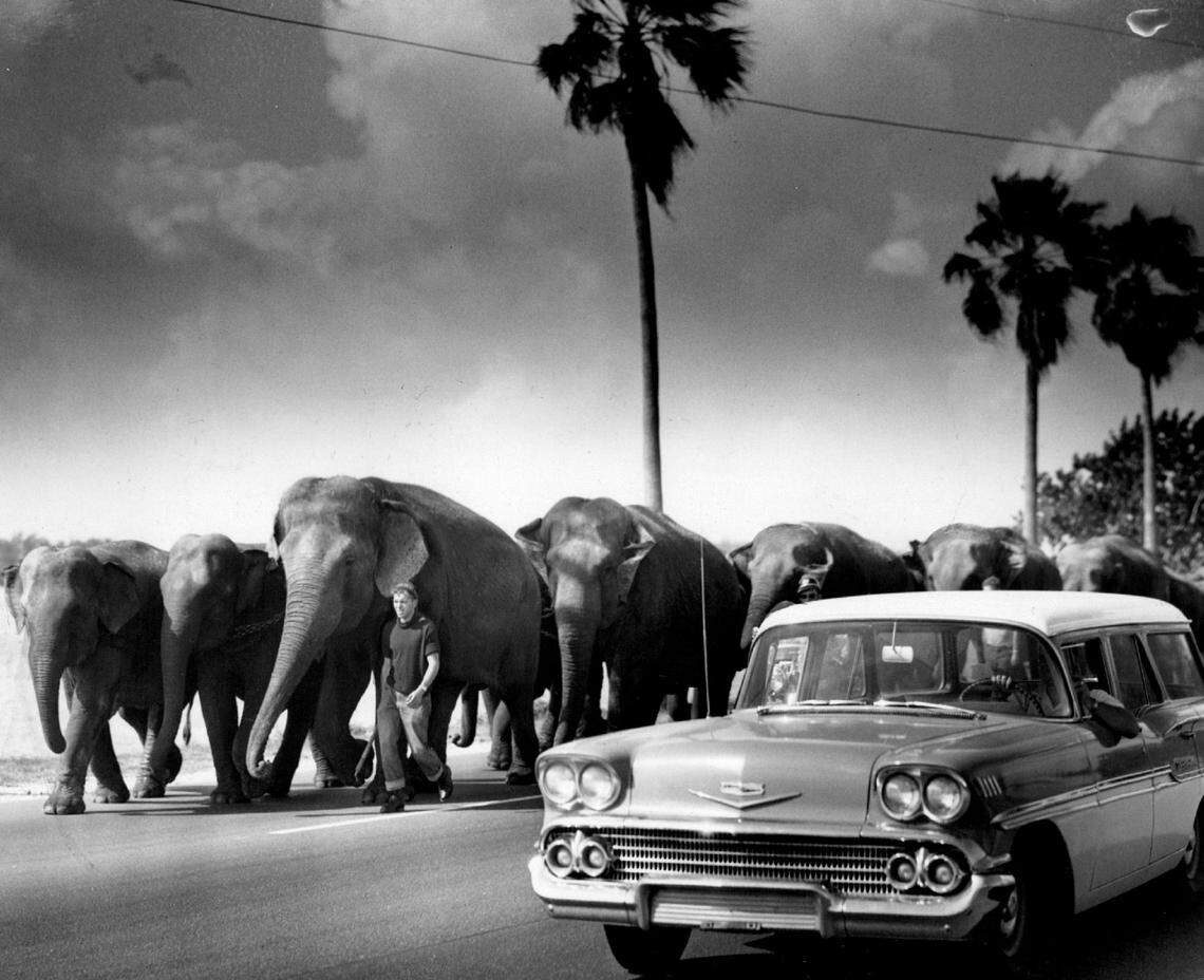 Yes, those are elephants lumbering across the MacArthur Causeway in 1959 on the way to perform at the Ringling circus at the Miami Beach Convention Center.