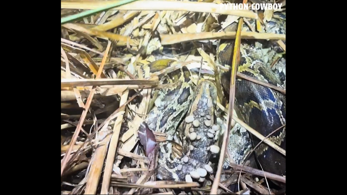 The snake was preyed on by the parasites as it was guarding a nest with 17 eggs in it, the video shows.