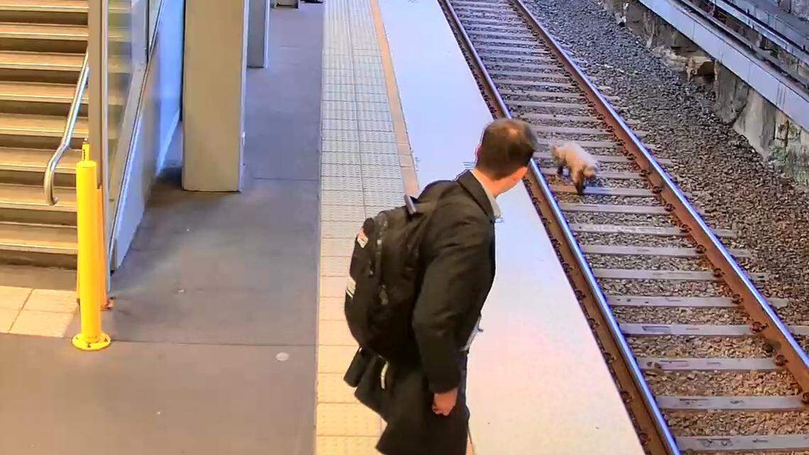 An escaped dog ran along Sydney train tracks for over an hour, stopping traffic while officials tried to capture and rescue the dog, video shows.