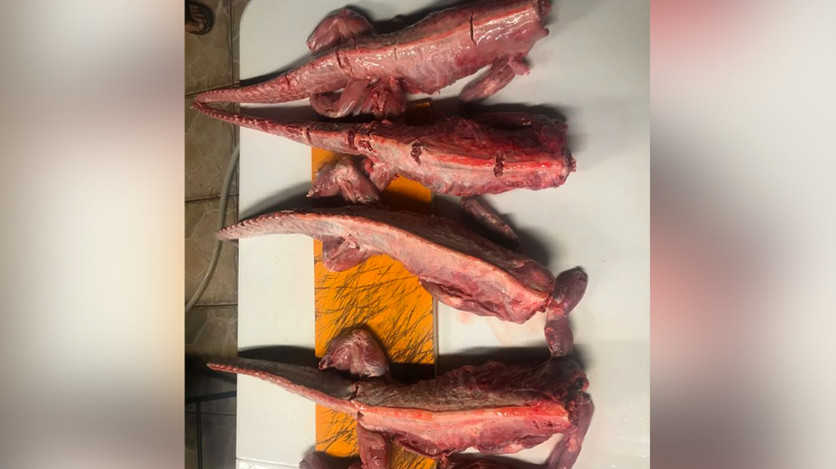 Ads for iguana meat started showing up on Facebook Maretplace when temperatures in South Florida dropped into the 40s overnight.