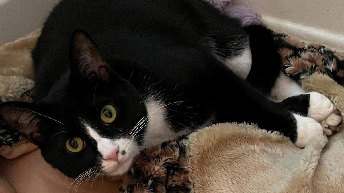 Pumpkinella, aka Punky, the runaway kitty, threatens to ruin a Florida Christmas.